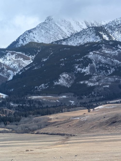 Antelope.jpg Antelope.jpg