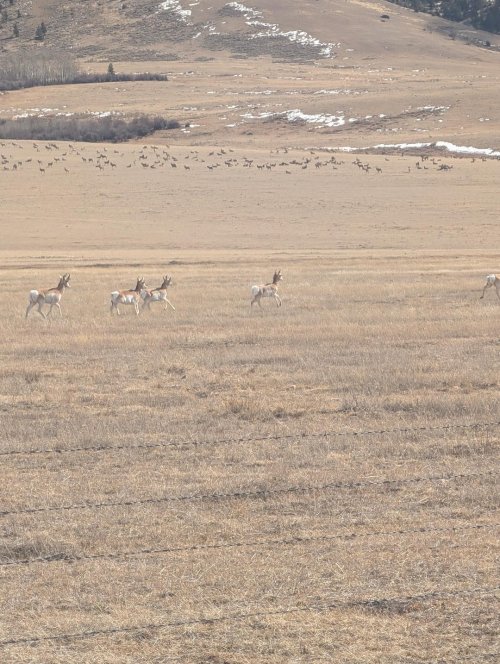 Antelope, elk behind..jpg Antelope, elk behind..jpg