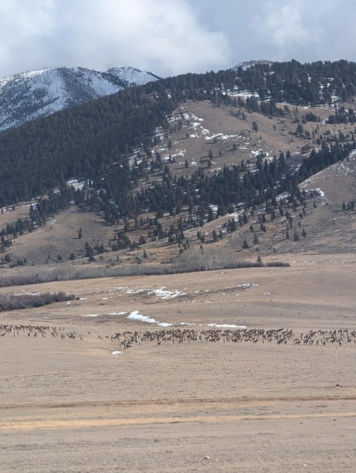 Elk in the hundreds.jpg Elk in the hundreds.jpg