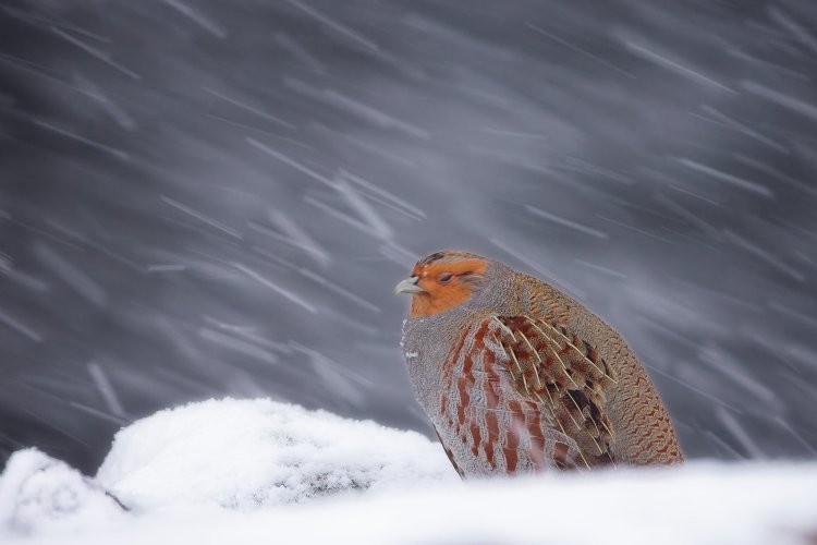 febsnowstorm_resized.jpg