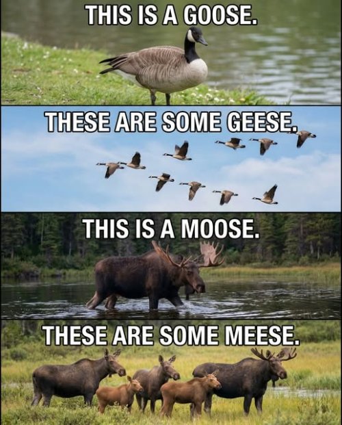 meese.jpg