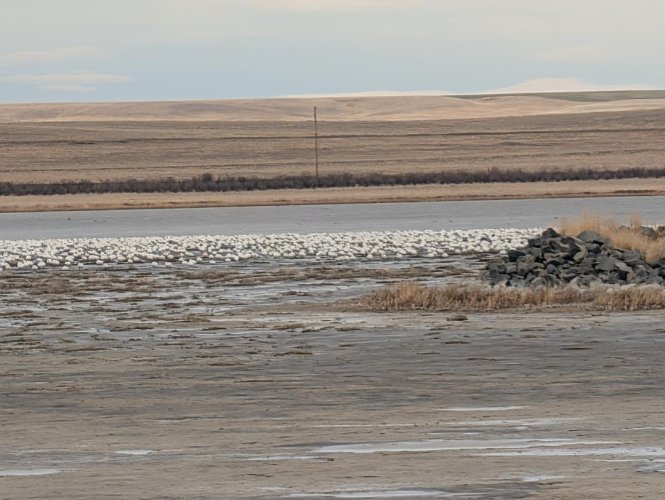 Hunkered down geese.jpg Hunkered down geese.jpg