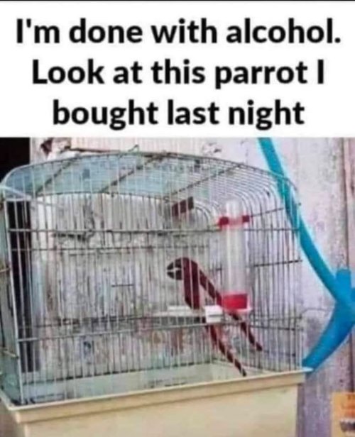 Parrot.jpeg