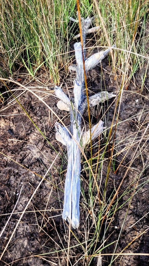 Bark Pocket Tree.jpg Bark Pocket Tree.jpg