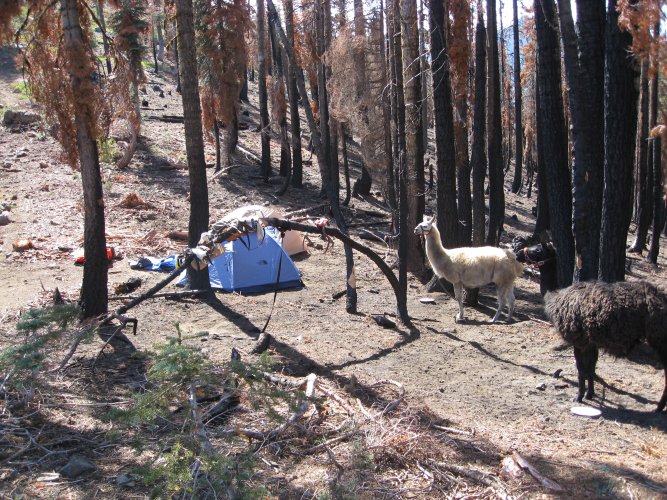 blktail.JPG