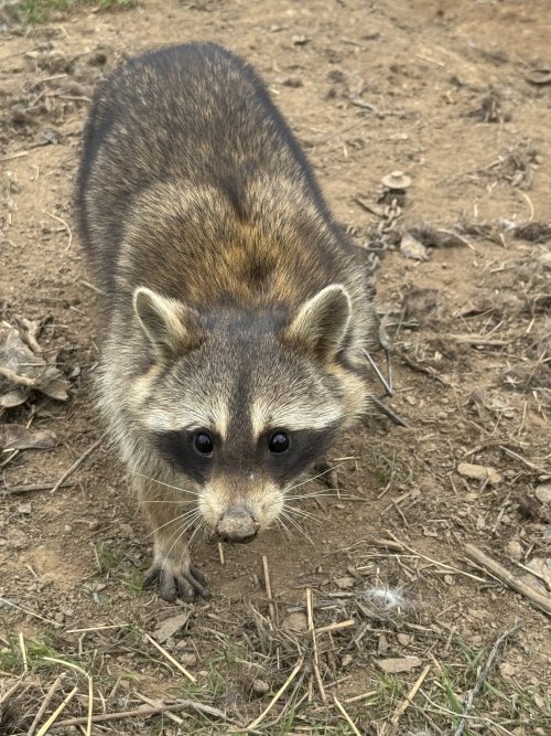 IMG_3529.jpeg IMG_3529.jpeg