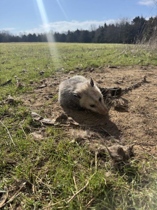 IMG_3478.jpeg IMG_3478.jpeg