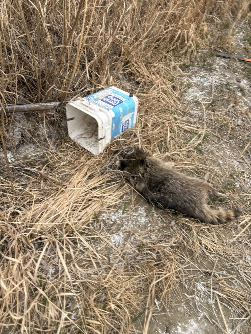 IMG_5484.jpeg IMG_5484.jpeg