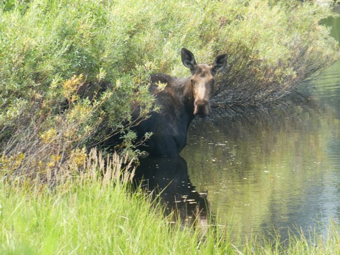 Eagle Crk Meadows moose.JPG