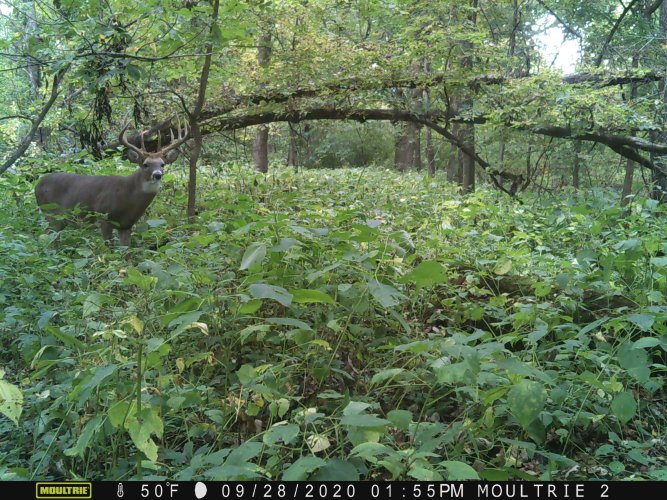 Whitetail buck 2020.jpg Whitetail buck 2020.jpg