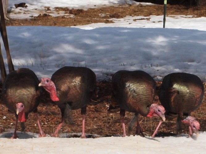 Idaho Rope Draggers.jpg