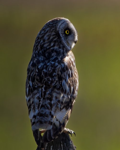 owl_0732.jpg