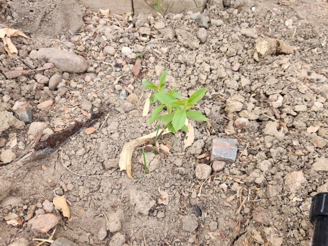 20260408_182434.jpg 20260408_182434.jpg