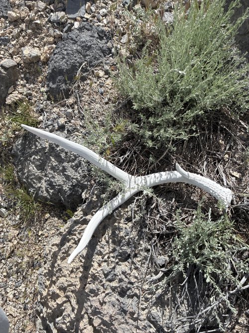 IMG_0970.jpeg