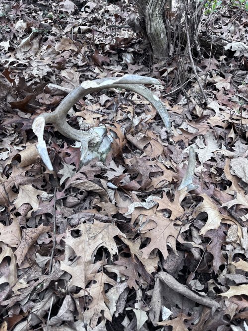 IMG_2707.jpeg IMG_2707.jpeg