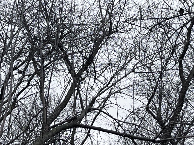 IMG_2696.jpeg IMG_2696.jpeg