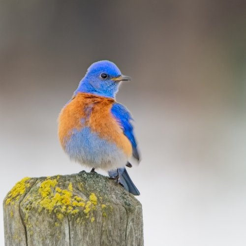 bluebird_18March2026.jpg