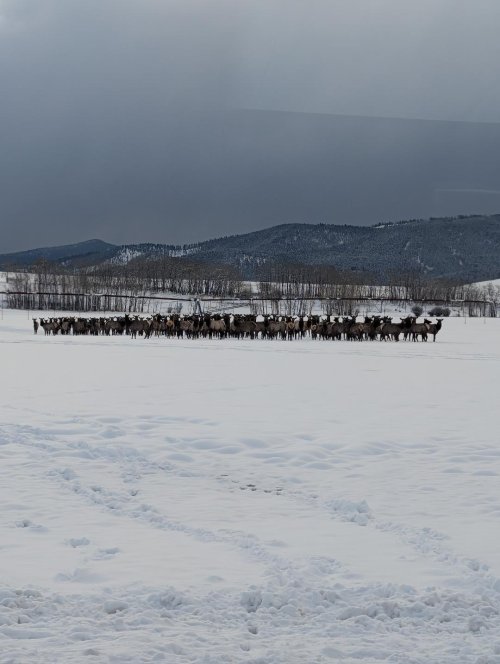 17 April Cottonwood at ninety degree corner..jpg