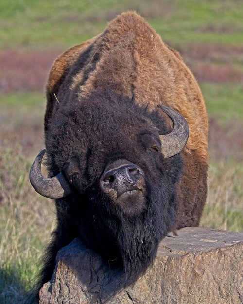 bison.jpg