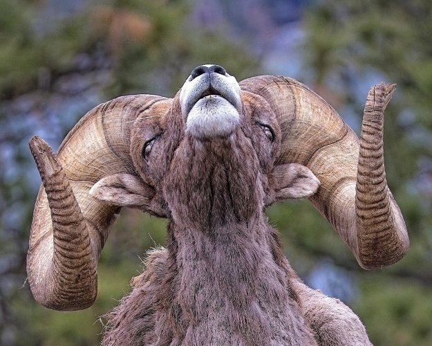 ram.jpg