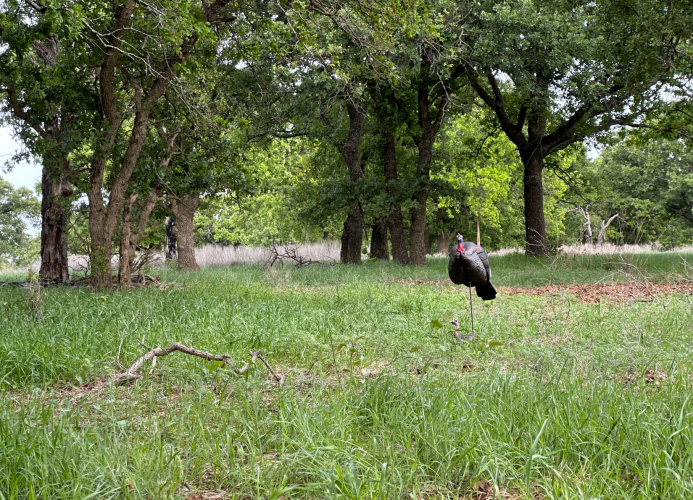 2Decoys2.png