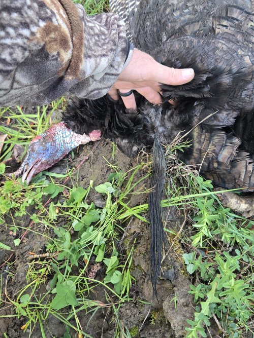 2026 Turkey #1 (11 inch beard).jpg
