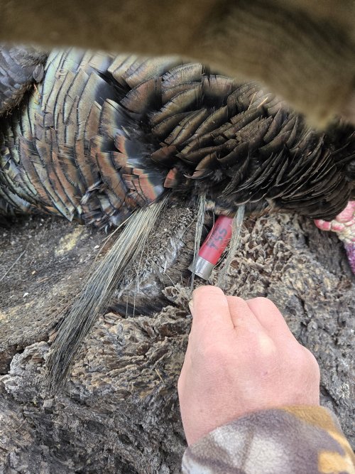 2026 Turkey #2 (3 Beards).jpg