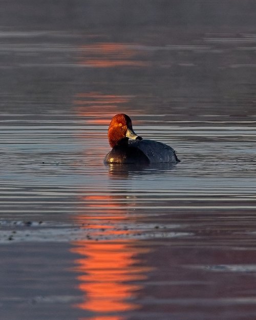 redhead_sunrise.jpg