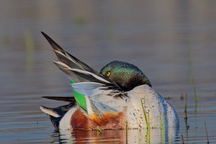 IMG_6643.jpg