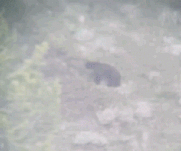 VideoToGif_GIF.gif