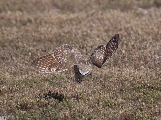 DSC_9092-Edit.jpg