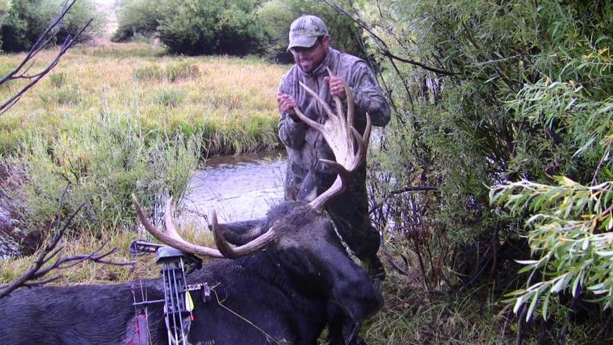 2008 Moose 031.jpg