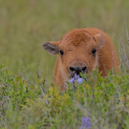 bisoncalf_resized.jpg