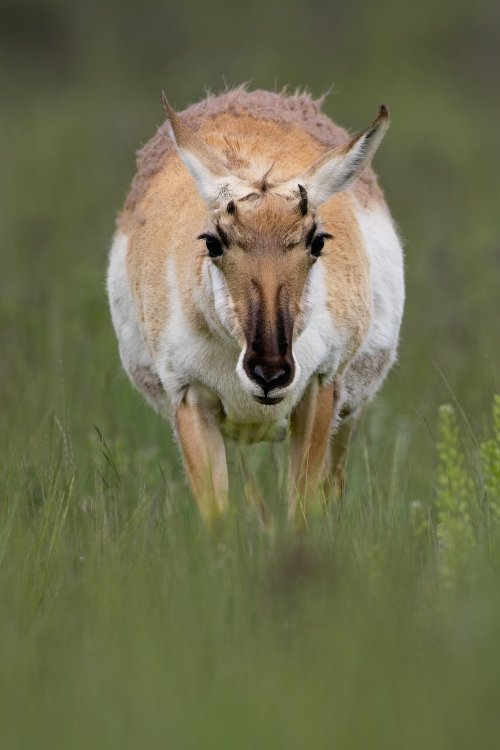 prenant_pronghorn_resized.jpg