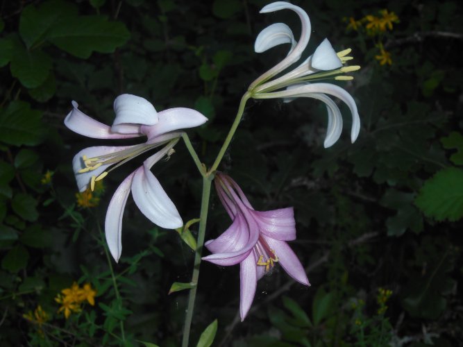 Cascade lilly 4.JPG Cascade lilly 4.JPG