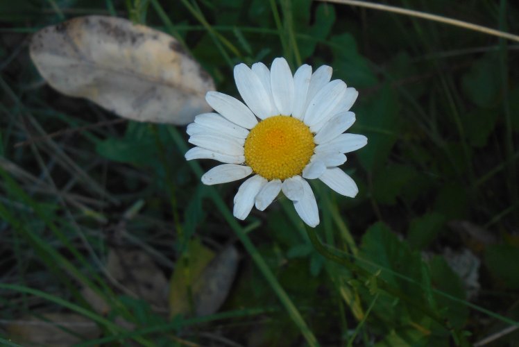 Shasta daisy.JPG Shasta daisy.JPG