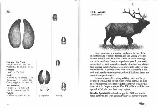 elk track.jpg elk track.jpg
