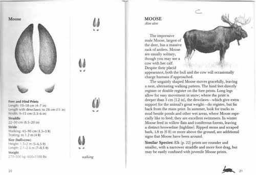 moose track.jpg moose track.jpg