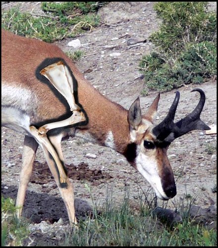 pronghorn_shoulder.JPG