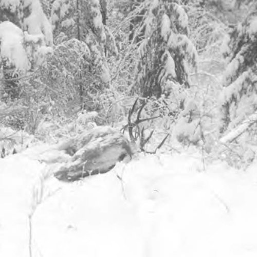 MuleDeer.jpg MuleDeer.jpg