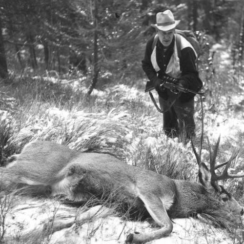 Whitetail.jpg Whitetail.jpg
