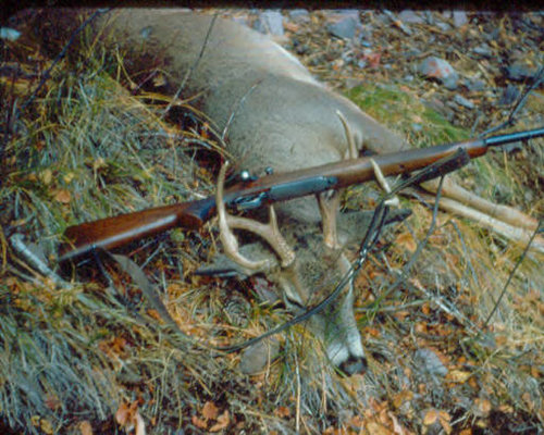 oldwhitetail.jpg oldwhitetail.jpg