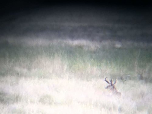 antelope.jpg antelope.jpg