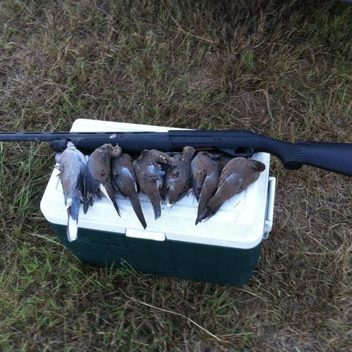 doves.jpg doves.jpg