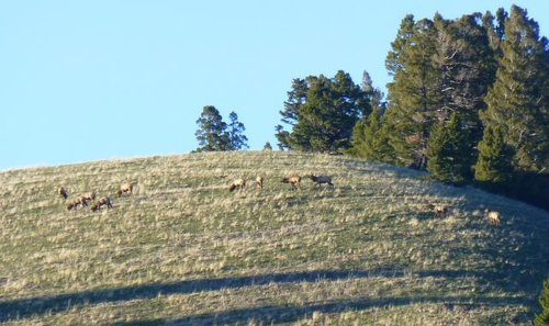 11 elk on Bear Mtn.jpg