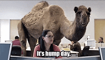 3-woo-hoo-hump-day-acegif-3198936810.gif