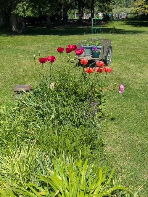front flowers.jpg front flowers.jpg
