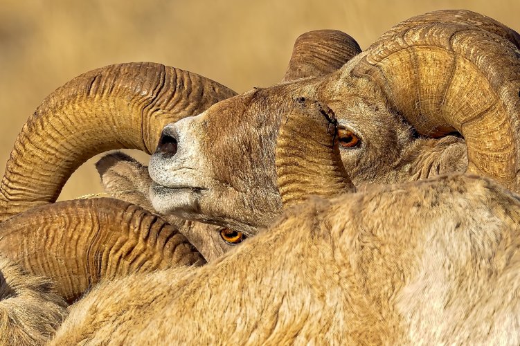 Ram_Scrum_resize2000pixels.jpg