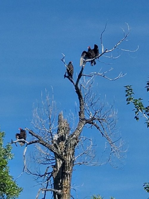 Turkey vultures by river.jpg