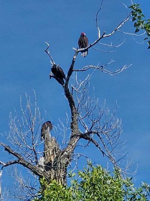 Turkey vultures.jpg